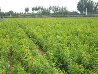 供應(yīng)產(chǎn)量高的櫻桃苗 櫻桃苗小苗價(jià)格