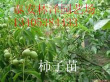 供應(yīng)柿子苗