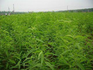 供應(yīng)1--3公分中華壽桃苗價(jià)格 林澤園藝場(chǎng)種植基地