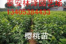 供應(yīng)泰安林澤櫻桃苗