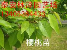 供應*的嫁接櫻桃苗基地 產量高 好成活