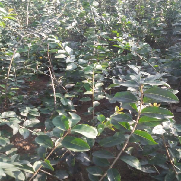 供應(yīng)流蘇嫁接桂花雪羅供應(yīng)流蘇嫁接桂花雪羅，流蘇樹(shù)苗批發(fā)，流蘇嫁接桂花