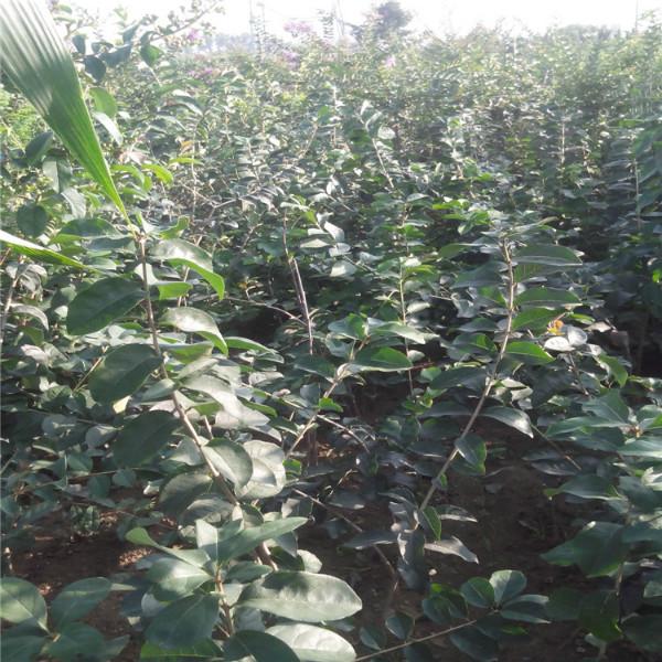 供應(yīng)流蘇嫁接桂花雪羅供應(yīng)流蘇嫁接桂花雪羅，流蘇樹(shù)苗批發(fā)，流蘇嫁接桂花