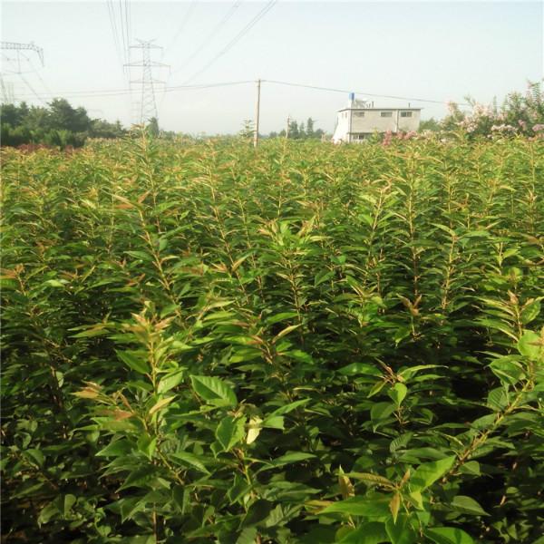 供應(yīng)櫻花樹苗批發(fā)，日本櫻花，早櫻，晚櫻，紅葉櫻花，櫻花樹苗