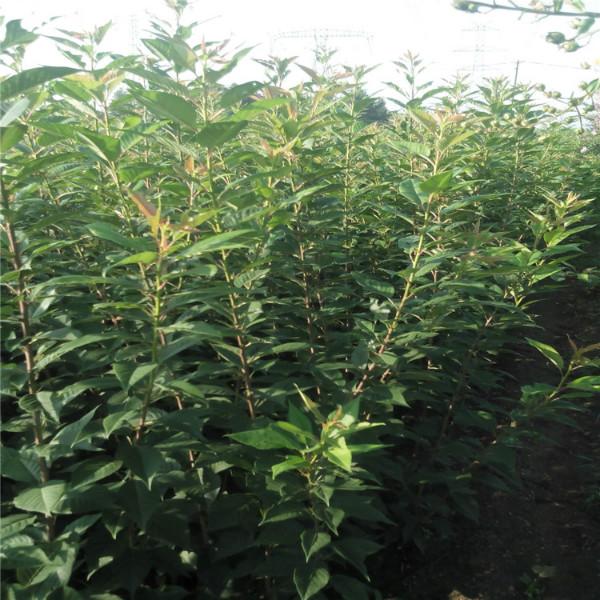 供應(yīng)櫻花樹苗批發(fā)，日本櫻花，早櫻，晚櫻，紅葉櫻花，櫻花樹苗