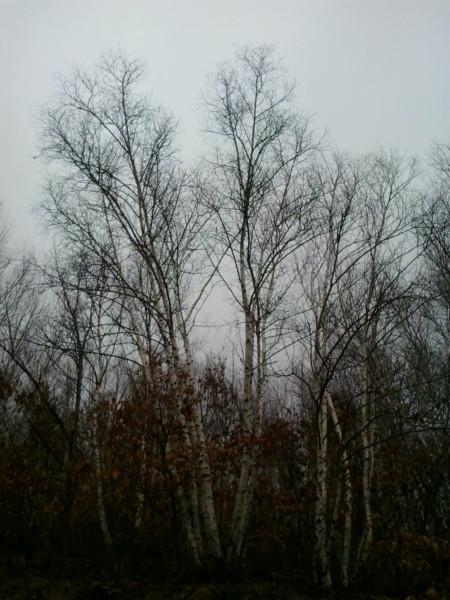 供應(yīng)*河北綠化苗木白樺油松五角楓蒙古櫟