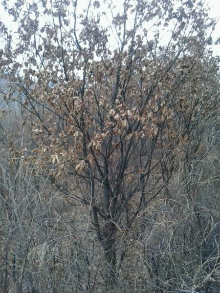 供應(yīng)*出售河北綠化苗木五角楓白樺蒙古櫟