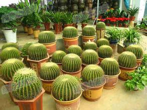 供應(yīng)室內(nèi)綠植租賃室內(nèi)花卉租賃
