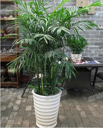 綠植租擺圖片/綠植租擺樣板圖 (3)