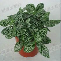 綠植租擺圖片/綠植租擺樣板圖 (4)