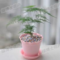 綠植租擺圖片/綠植租擺樣板圖 (2)