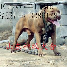 供應(yīng)比特犬訓(xùn)練，比特犬出售，比特犬幼崽