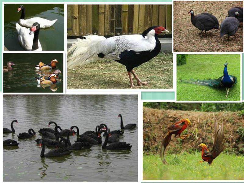 供應(yīng)福建*養(yǎng)殖，*哪里便宜，優(yōu)價(jià)*