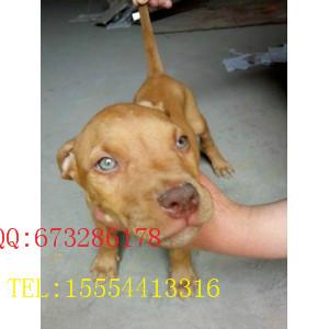 供應廣東比特犬養(yǎng)殖廣東比特犬價格，比特犬訓練