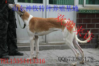供應(yīng)山東格力犬直銷，山東格力犬直銷價格，山東格力犬直銷基地