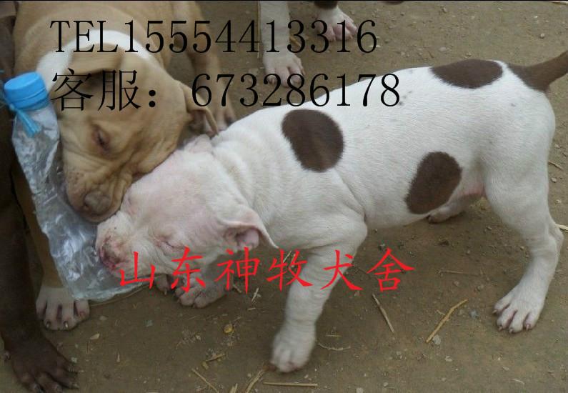 山東小比特犬圖片