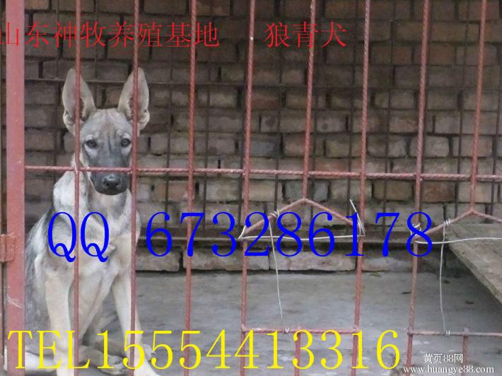 供應(yīng)山東*青犬價格，*青犬養(yǎng)殖，*青犬幼崽