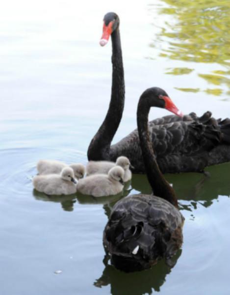 黑天鵝養(yǎng)殖圖片/黑天鵝養(yǎng)殖樣板圖 (2)