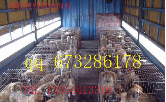 供應(yīng)河南*多少錢，*養(yǎng)殖，*幼崽