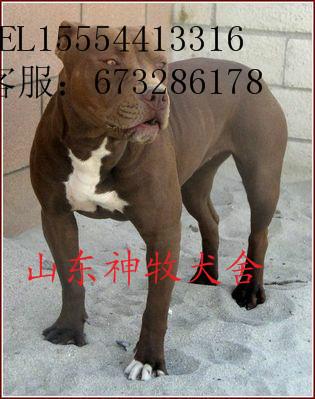 供應(yīng)甘肅比特犬價格，甘肅哪里有賣比特犬的，比特犬訓(xùn)練