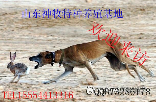供應(yīng)格力犬訓(xùn)練,格力犬圖片，格力犬價(jià)格
