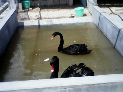 供應(yīng)福建*養(yǎng)殖，*哪里便宜，優(yōu)價(jià)*