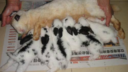 福建那里種兔最便宜圖片