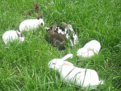 供應(yīng)陜西種兔養(yǎng)殖