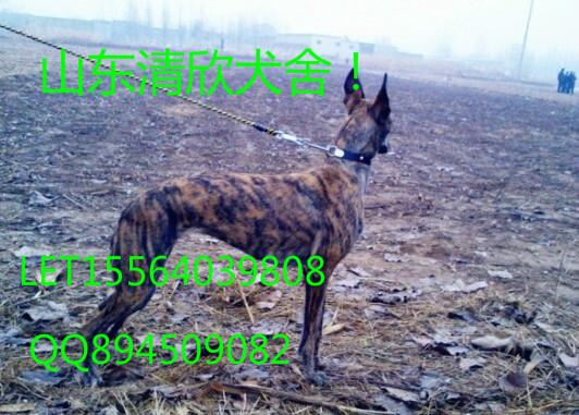 猎兔犬灵缇价格图片