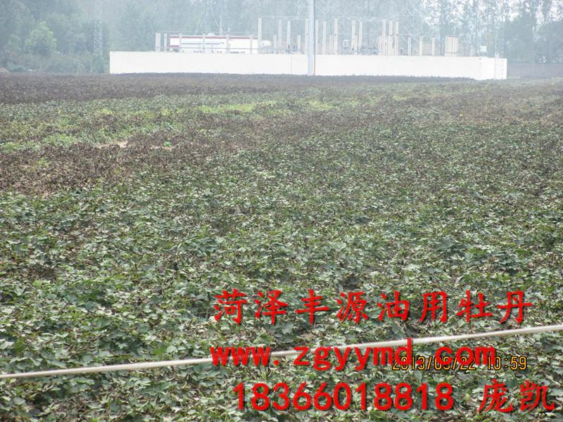 供應(yīng)菏澤市鳳丹油用牡丹，鳳丹油用牡丹，油用牡丹苗