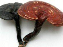 靈芝提取物/靈芝多糖50%