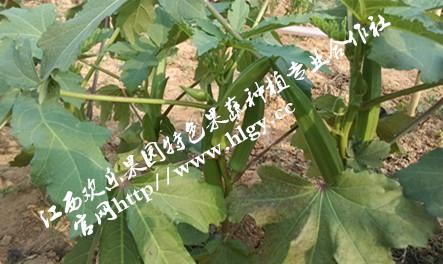 供應(yīng)美容養(yǎng)顏金秋葵種子，潤(rùn)腸*金秋葵種子延緩衰老金秋葵種子