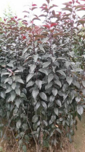 優(yōu)質(zhì)紅寶石海棠小苗，供應(yīng)紅寶石價格、山東紅寶石小苗