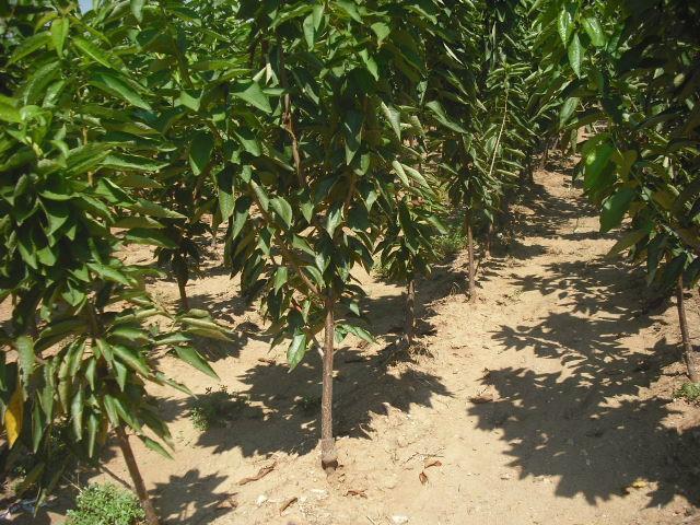 供應(yīng)山東櫻桃苗丨山東吉塞拉櫻桃苗價(jià)格丨山東矮化櫻桃苗