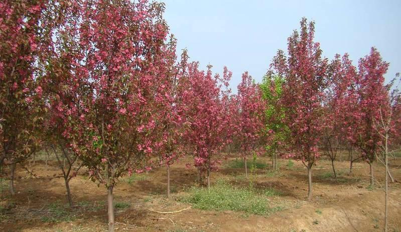 供應(yīng)山東絢麗海棠小苗丨山東絢麗海棠廠家丨山東絢麗海棠小苗批發(fā)