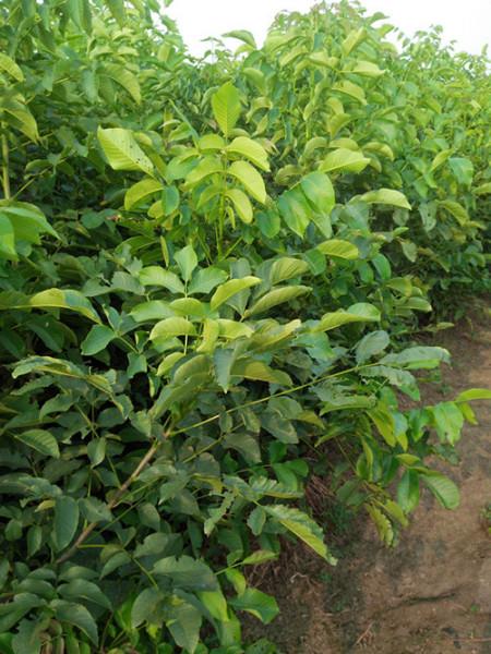 供應(yīng)山東薄皮核桃苗丨山東香玲核桃苗丨山東元豐核桃苗