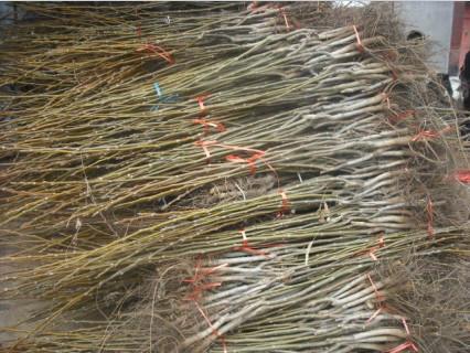 浙江核桃苗圖片