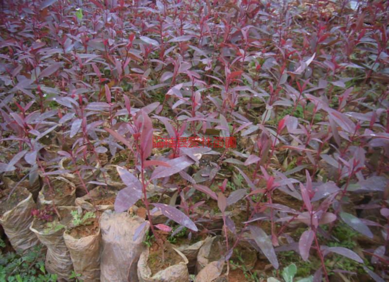 茶花芽苗厂家供应茶花芽苗，桂林茶花芽苗批发价格，桂林茶花芽苗价格