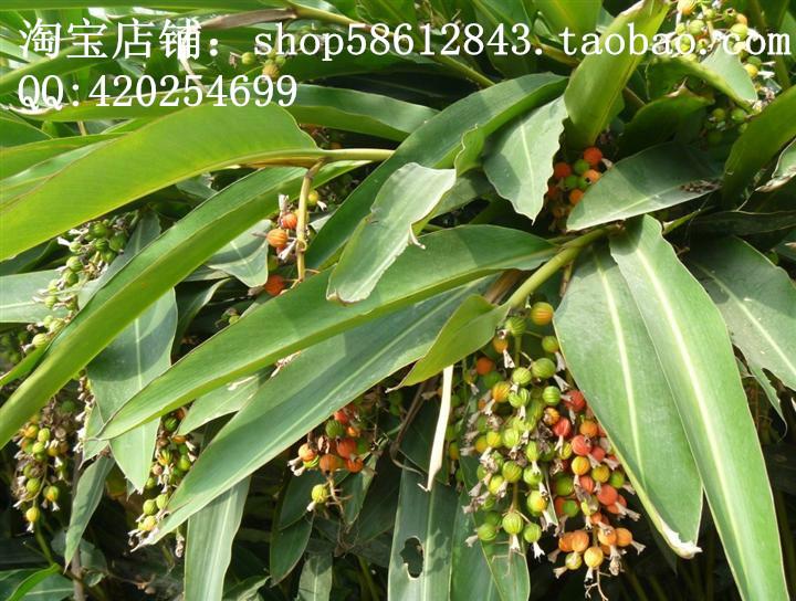 砂仁圖片/砂仁樣板圖 (2)