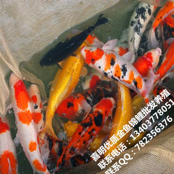紅白錦鯉批發(fā)圖片/紅白錦鯉批發(fā)樣板圖 (3)