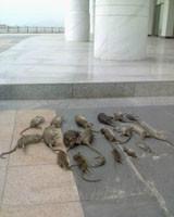 供應專業(yè)滅鼠公司*付款滅鼠照片