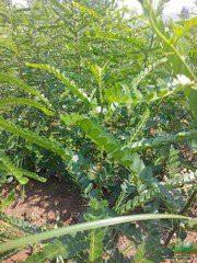 供應西安皂莢樹批發(fā)，西安皂莢樹供應