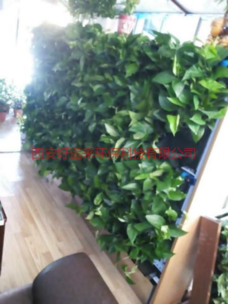 供應(yīng)西安綠植墻設(shè)計-西安綠植墻供應(yīng)商-西安綠植墻報價