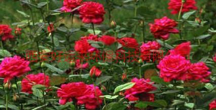 供應(yīng)陜西月季花/豐花月季/玫瑰花