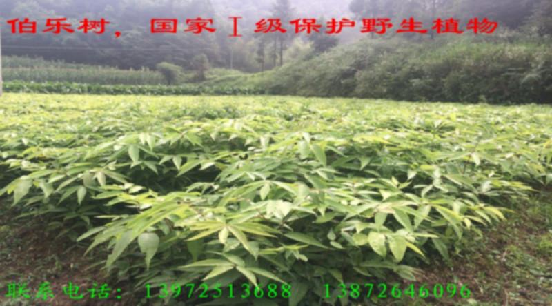 國(guó)家一級(jí)保護(hù)植物伯樂樹苗圖片/國(guó)家一級(jí)保護(hù)植物伯樂樹苗樣板圖 (2)