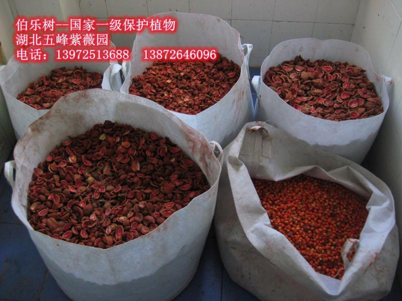 供應(yīng)伯樂/伯樂報價/伯樂售價