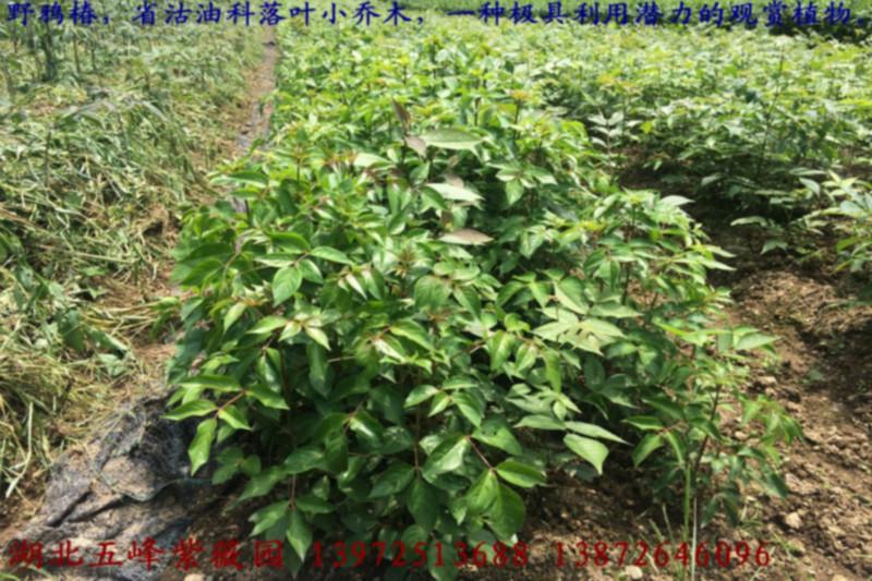 野鴉椿苗圖片