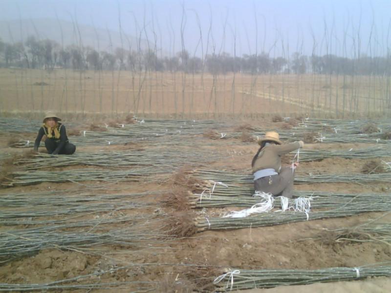 供應(yīng)3--5公分新疆楊