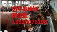 忻州市内蒙古肉牛养殖厂厂家供应内蒙古肉牛养殖厂/肉牛场批发肉牛/肉牛价格/内蒙古肉牛供应商