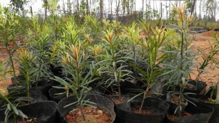 供應(yīng)廣東海島羅漢松種子批發(fā)價(jià)格